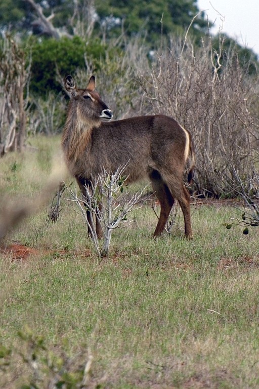 Kenia (440).jpg
